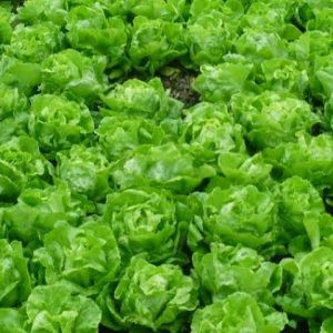 HẠT GIỐNG RAU XÀ LÁCH ĐĂM, HẢI PHÒNG  TUYỂN ĐẠI LÝ TOÀN QUỐC
