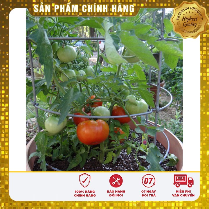 Hạt giống cà chua Aka quả to dễ trồng quanh năm - 0.2gr