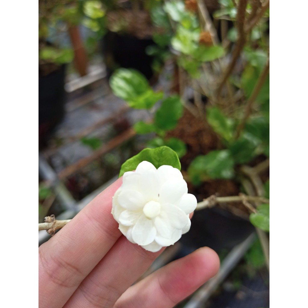 Cây hoa lài ta hoa trắng, thơm ướp trà, trang trí sân vườn ra hoa quanh năm - Arabian Jasmine - Summer Garden