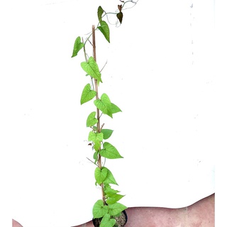 Cây hoa Ti gôn cao 70cm (ảnh thật số 2).