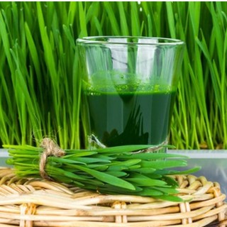 100gr Hạt Giống Mầm Lúa Mạch, Cỏ Lúa Mì