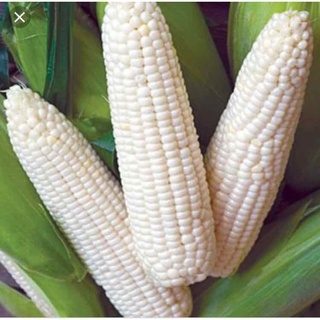 Giống bắp nếp trắng dẻo - gói 100 gram