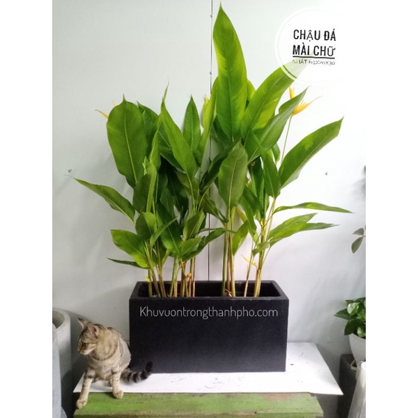 Chậu đá mài chữ nhật 60x20x30cm (DxRxC)