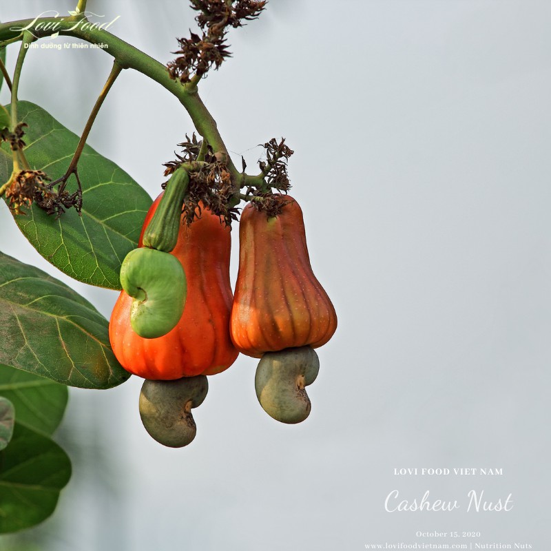 HẠT ĐIỀU RANG MUỐI BÌNH PHƯỚC - 500gram HẠT CAO CẤP nguyên hạt,bóc vỏ lụa,hàng loại 1 xuất khẩu - Lovi Food Việt Nam | BigBuy360 - bigbuy360.vn