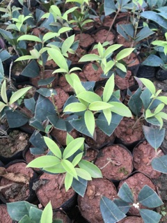 Cây hoa mộc hương giống