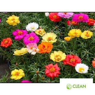 Giống hoa Mười giờ mix