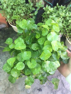 CỎ ĐỒNG TIỀN