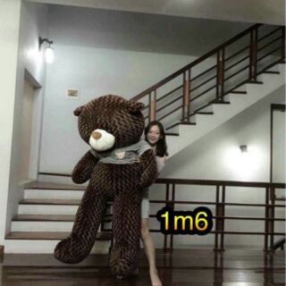 Gấu Teddy 1m6