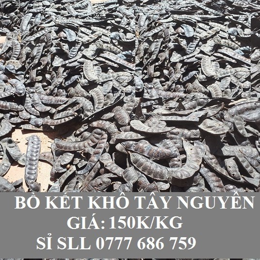 1kg Bồ Kết nguyên trái khô_bồ kết rừng tây nguyên