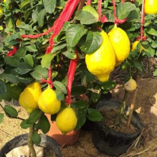 Cây Chanh Vàng Mỹ