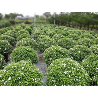 BẦU CÂY GIỐNG MAI VẠN PHÚC( CÂY MAI TIỂU THƯ)