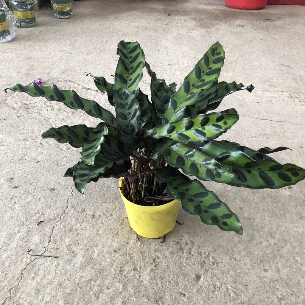 Cây đuôi phụng, Cao 20cm lá dài đốm cực bắt mắt sinh trưởng phát triển tốt, thích hợp trang trí nội thất