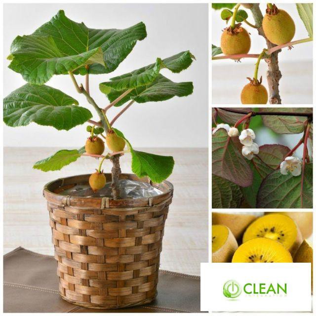 Hạt Giống Kiwi Lùn Giàu Dinh Dưỡng Gói 20 hạt