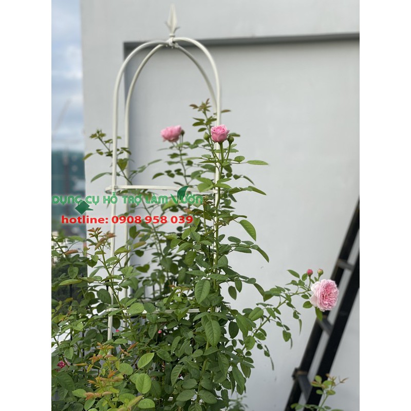 Khung cho hoa hồng leo của Nhật cao 210cm có 3 vòng đỡ cây đường kính 41cm màu trắng