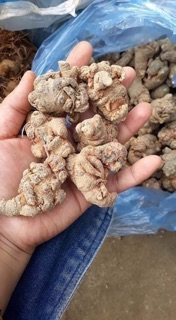 Củ tam thất Bắc 500g loại 70 củ