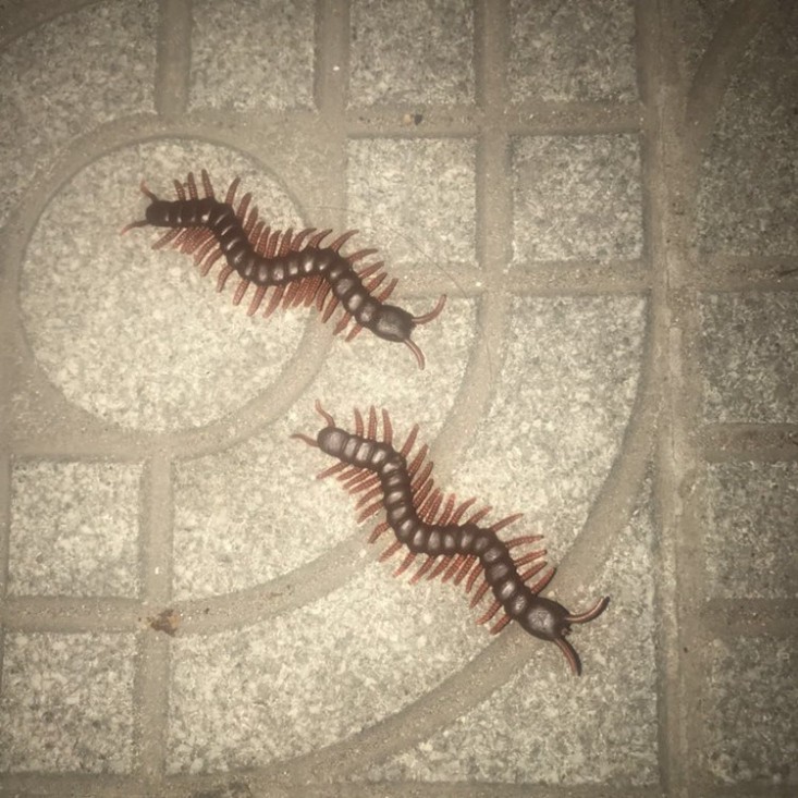 1 CON RẾT ĐỎ NÂU TO DÀI dùng để troll chơi khăm,trang trí halloween