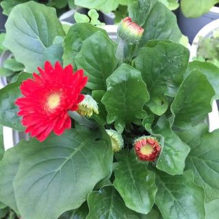 10 bầu hoa đồng tiền lùn Khoẻ Đẹp 🌱🌱🌱