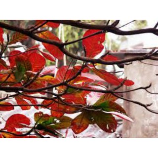 lá bàng khô thần dược cho cá cảnh