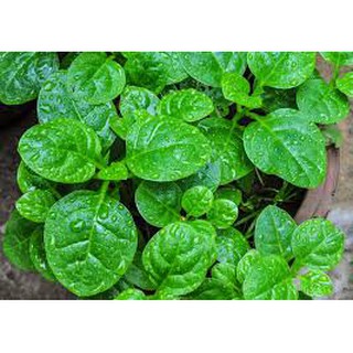 Hạt Giống Mồng Tơi 20gr