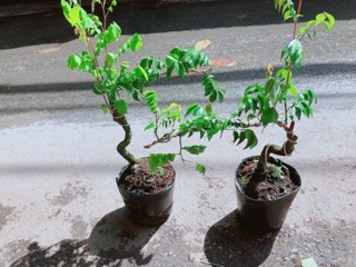 Cây Khế Bonsai