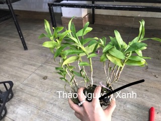 Lan Báo Hỷ hoa vàng