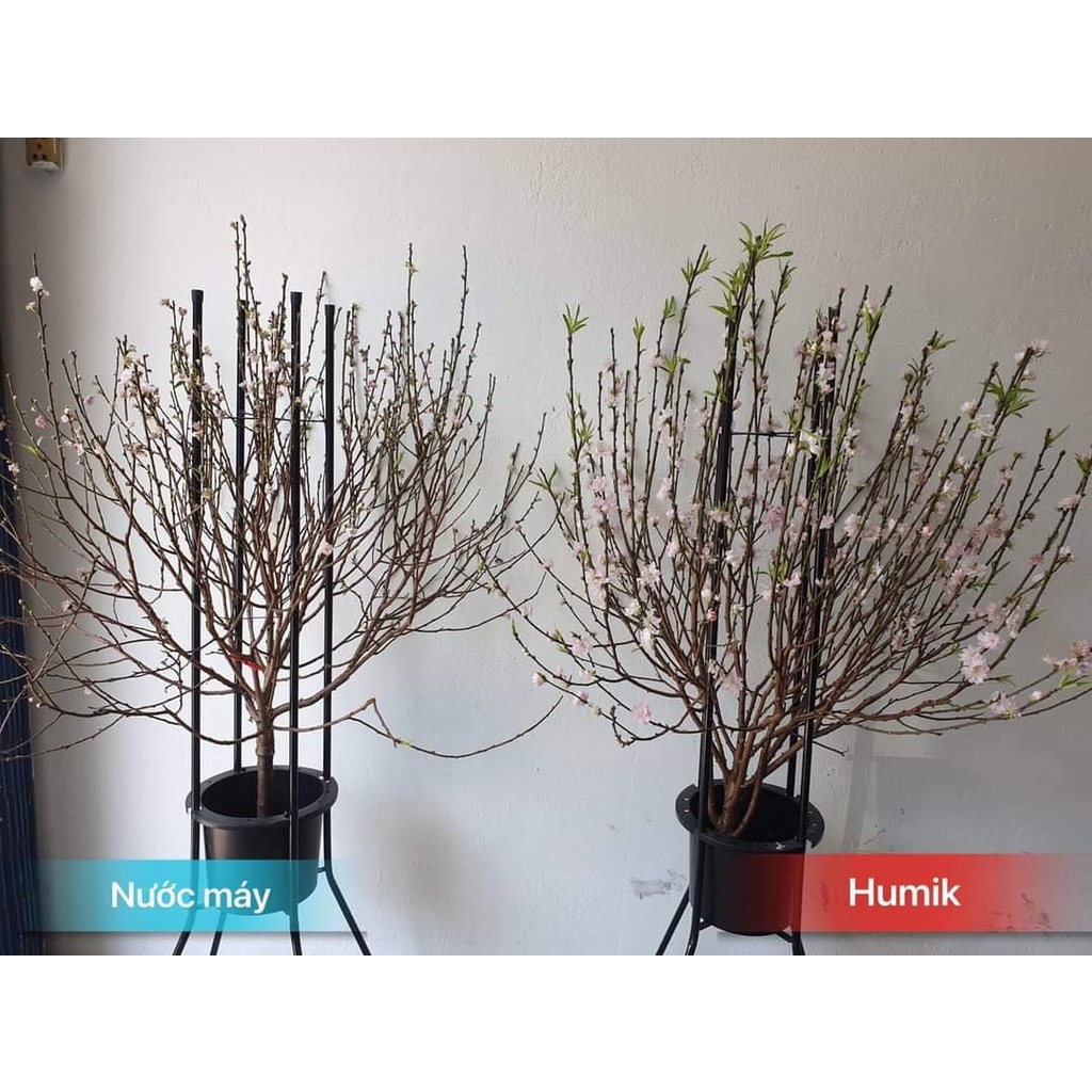 NƯỚC DƯỠNG HOA HUMIK CAN 5L pha hơn 500 lít nước