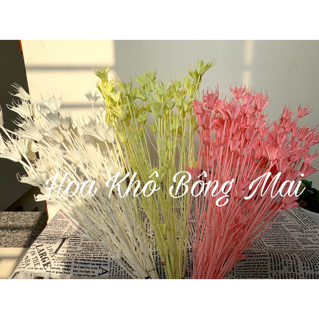 🌸Loại đẹp 🌸 Hoa khô NIGELLA, HOA VỪNG, HOA BÁT GIÁC màu XANH NHẠT decor trang trí