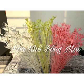 🌸Loại đẹp🌸 Hoa khô Nigella, HOA VỪNG nhiều màu decor trang trí nhà cửa, đạo cụ chụp ảnh
