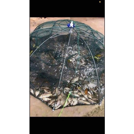 Lưới bát quái bắt cá 8 lỗ