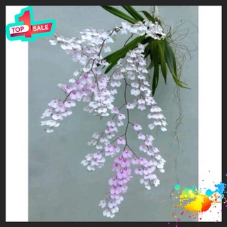 🍀BAO CHẤT🍀Hoa Lan Vũ Nữ Pẻu (10 khóm đủ màu)