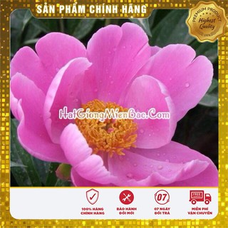 Hạt Giống Hoa Mẫu Đơn Kép ( 6 hạt)