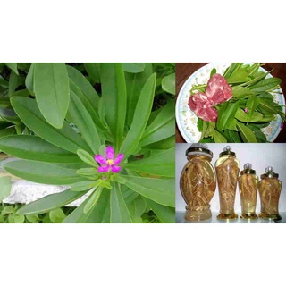 Hạt Giống Sâm Đất  - (Talinum.Crassifolium,Willd)  - 20 hạt