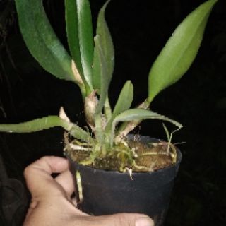 Hoa lan Catleya mini màu vàng