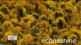 Trà hoa cúc sấy lạnh Econashine