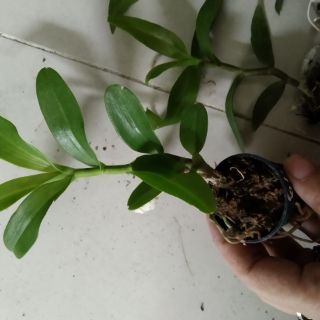 Trầm 6 mắt giống