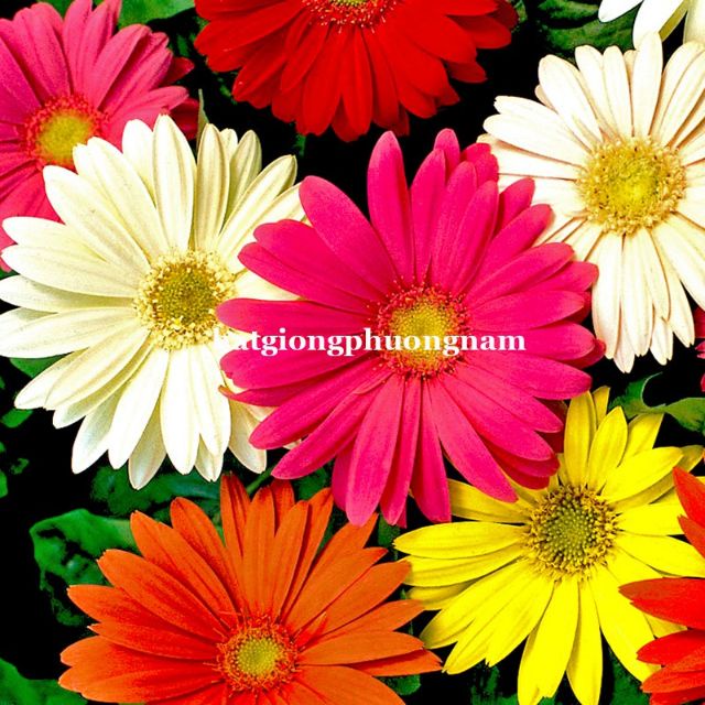 Gói 30 HẠT GIỐNG HOA ĐỒNG TIỀN CAO MIX MÀU  giá sỉ