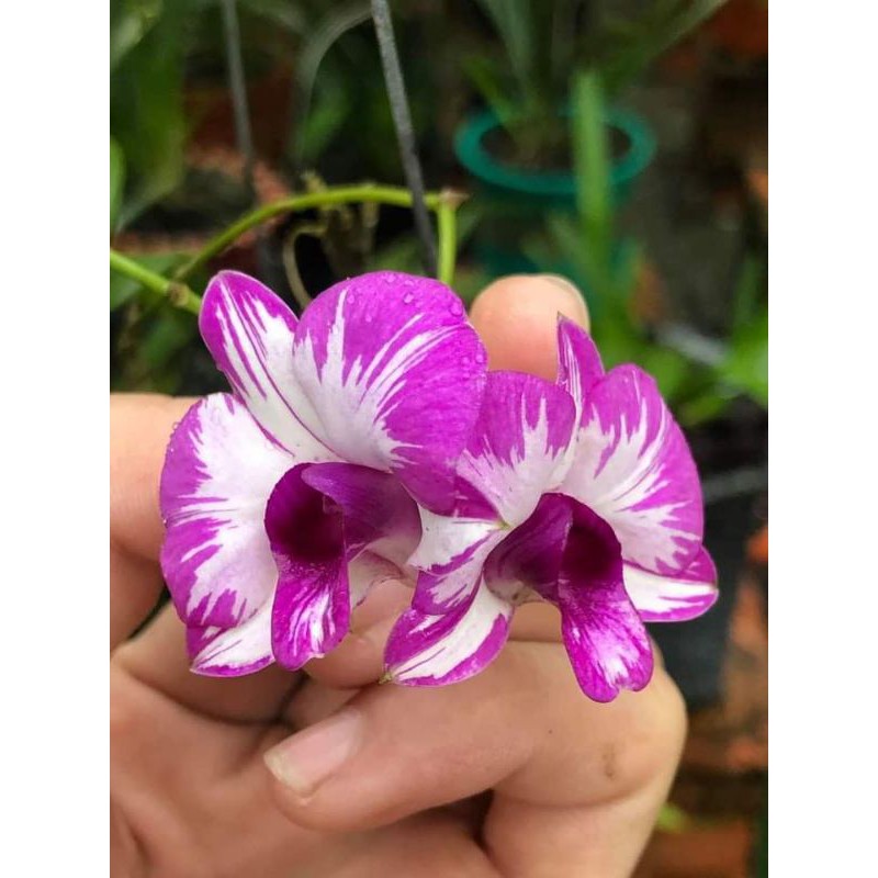 Denro chớp mini đang nụ hoa