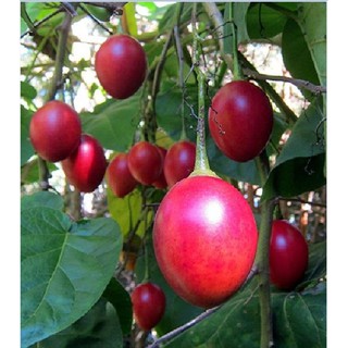 Hạt giống cà chua thân gỗ Tamarillo {gói 10 hạt }