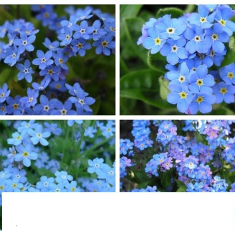 Hạt Giống Hoa lưu ly 50 Hạt/ Gói bốn mùa MIX MÀU ĐẾN MÙA TRỒNG TẾT  KHUYẾN MẠI SHOP MỚI HẠ GIÁ SỈ