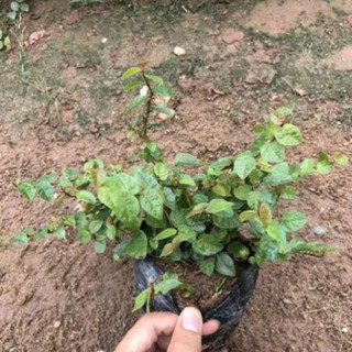 CÂY VẢY ỐC (THẰN LẰN BÒ) TRỒNG BỊCH ĐEN NHIỀU NGỌN SUM SUÊ DÀI 15-20CM CÂY SỐNG KHỎE THÍCH HỢP LÀM CÂY LEO BÁM