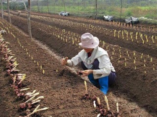 Củ hoa Ly giống, củ hoa Tulip