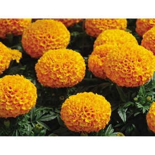 Hạt giống hoa Vạn thọ Cam lùn (20 hạt)