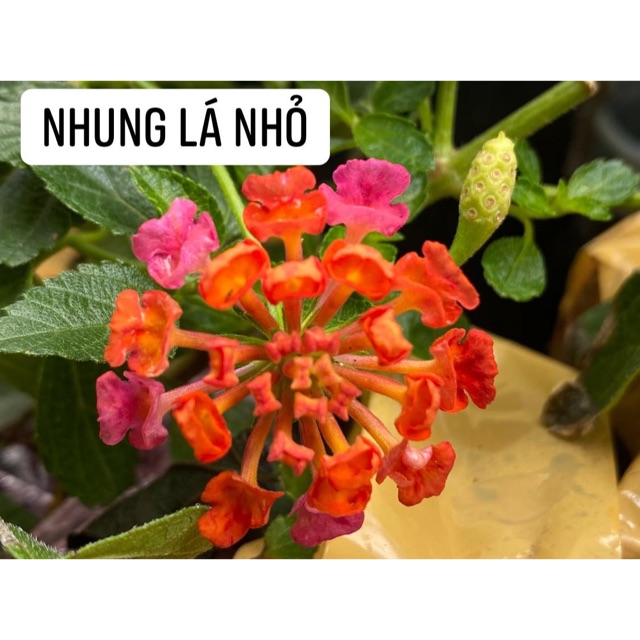 Hoa ngũ sắc Thái lan Hồng nhung
