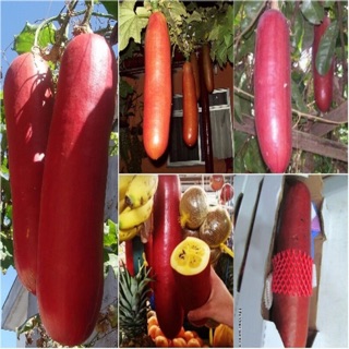 Hạt giống Dưa chuột vỏ đỏ khổng lồ