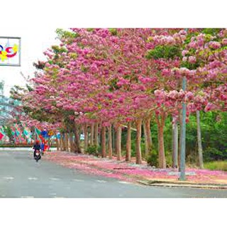 CÂY GIỐNG KÈN HỒNG