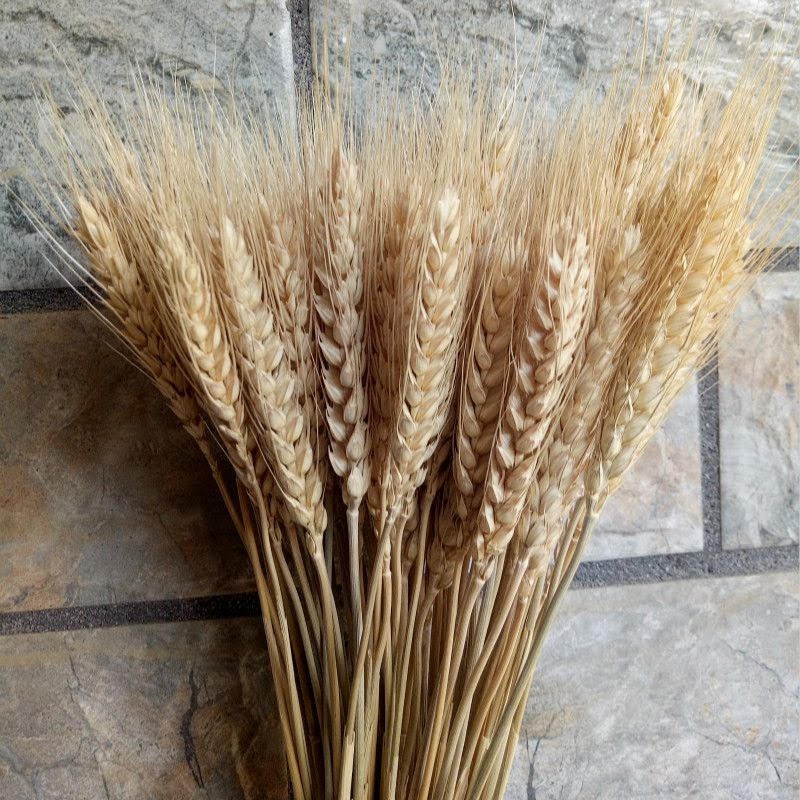 Hoa lúa mạch khô 500g - 1000g