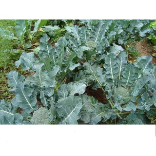 Hạt Giống Bông Cải Xanh (Súp Lơ Xanh) 0.2gr