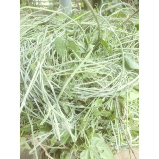 [NHÀ TỰ LÀM] 100g dây chìa vôi sạch, thơm, mới