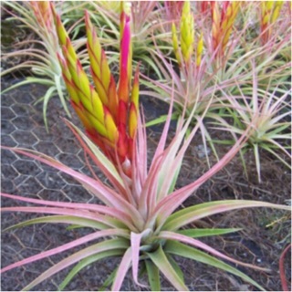 Cây không khí Tillandsia concolor x capitata Rubra