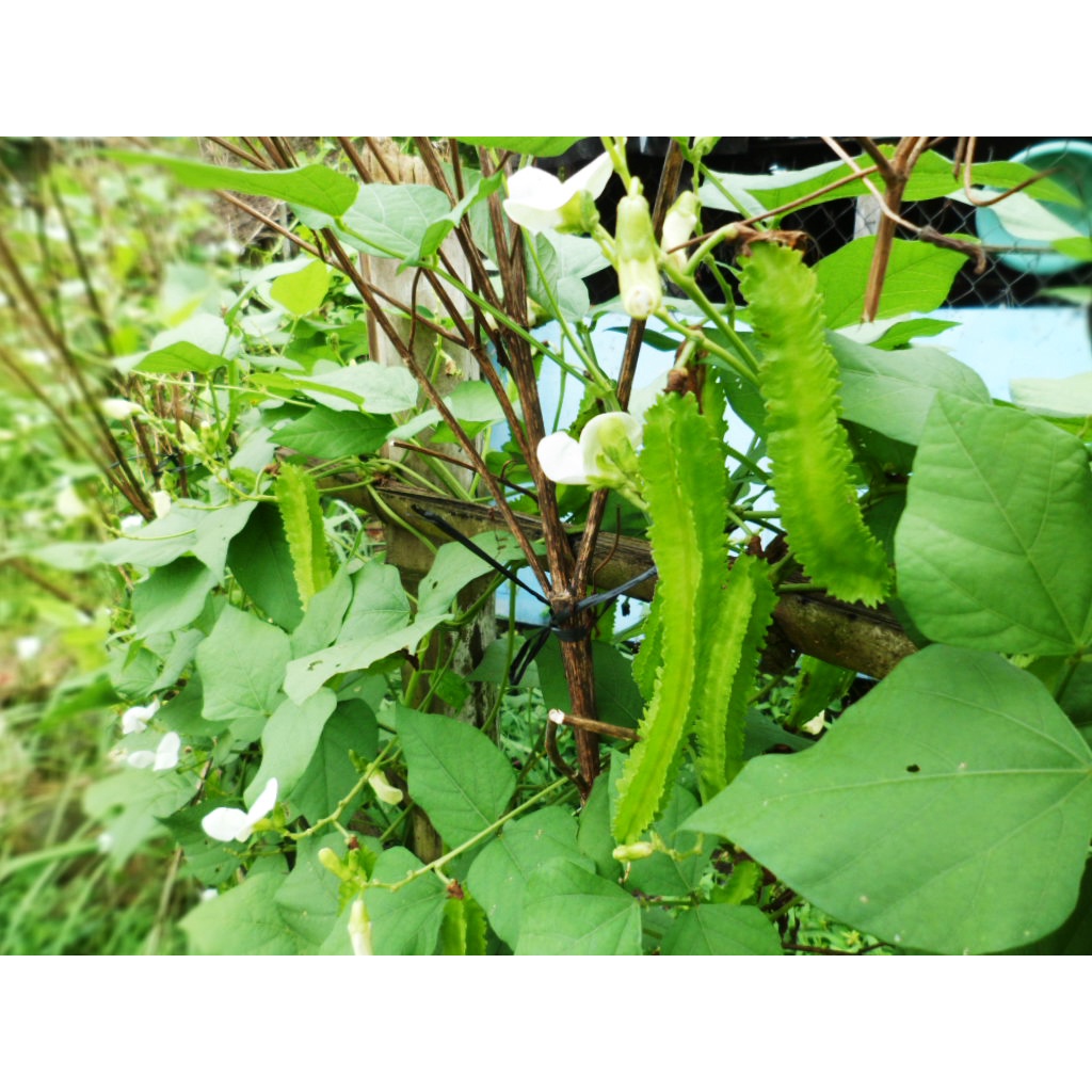 5 Lạng hạt giống đậu rồng ( gói 500 gram)